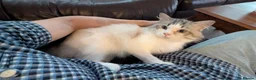 Ragdoll cats for sale: Ragdoll in Manchester - Advert 3