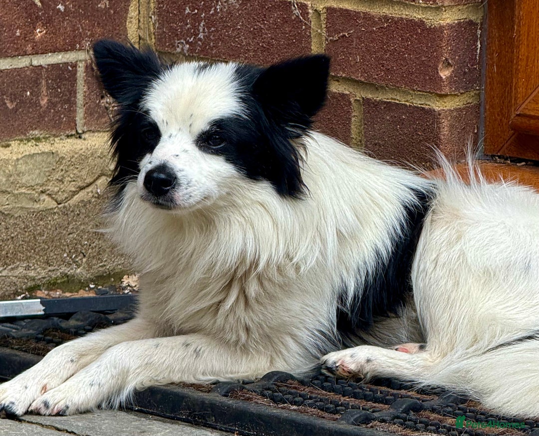 Chihuahua dogs for adoption: Toffy in West Malling - Image 7