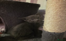 Russian Blue cats for sale: Russian Blue x - Image 10