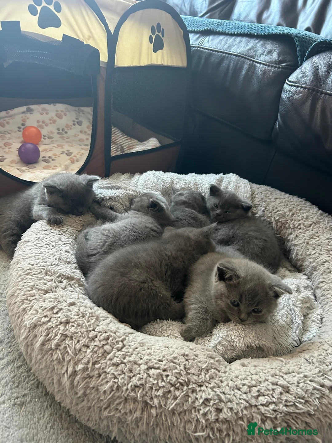 British Shorthair cats for sale: British Shorthair  - Advert 14