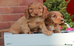 Cocker Spaniel dogs for sale: Full Cocker Spaniels Puppies  - Image 21