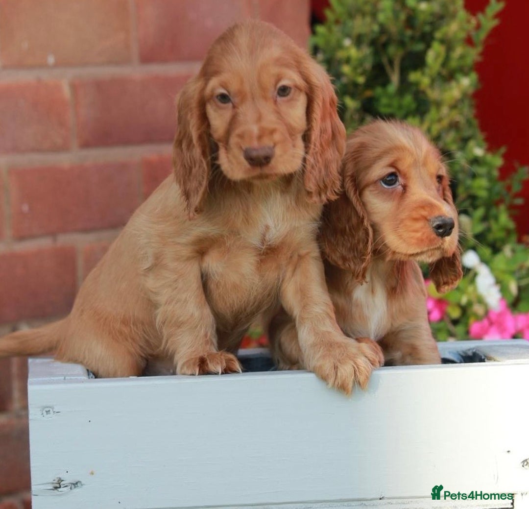 Cocker Spaniel dogs for sale: Full Cocker Spaniels Puppies  - Image 21