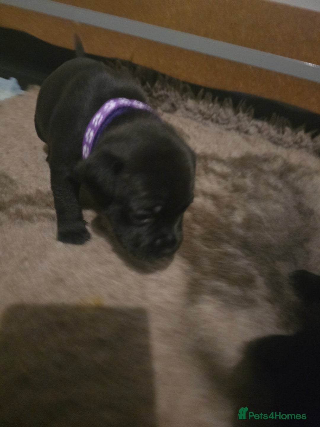 Staffordshire Bull Terrier dogs for sale: Kc registered Staffordshire bullterrier  - Advert 20