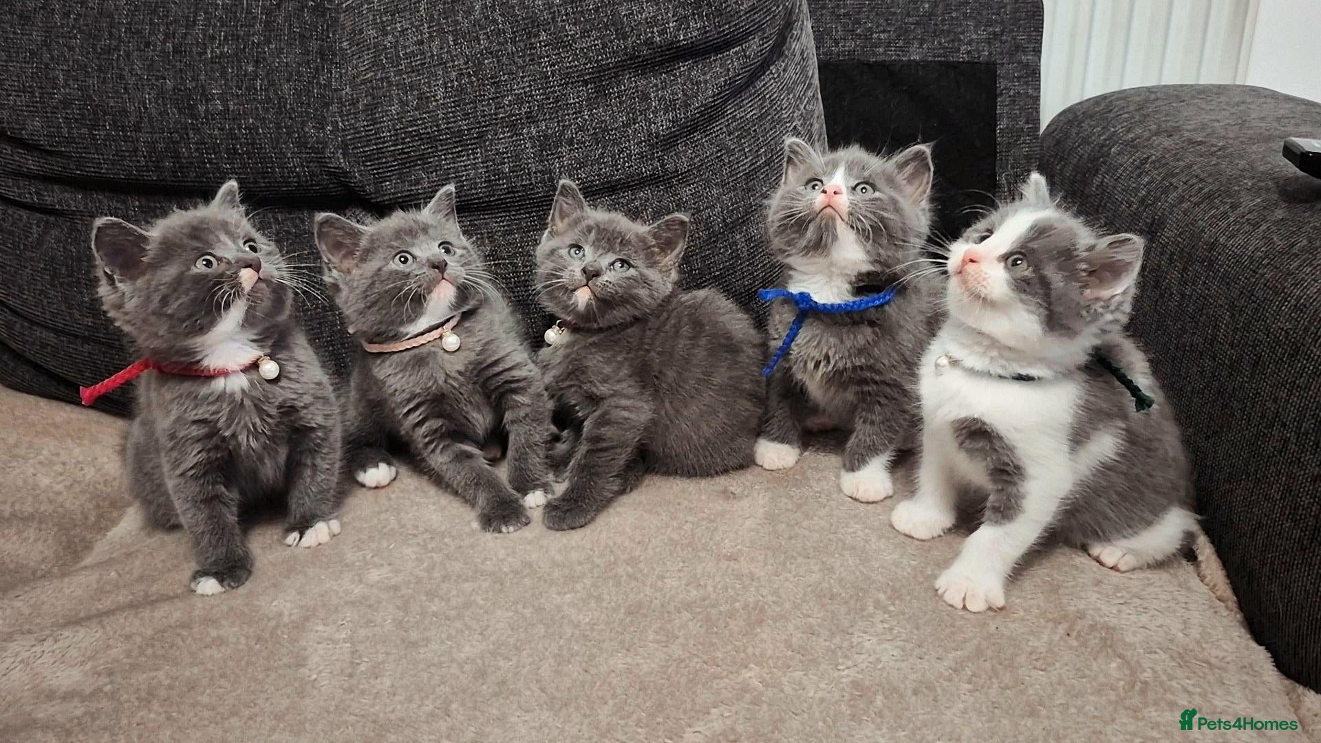 British Shorthair cats Stunning Blue Shorthair Kittens - Advert 3