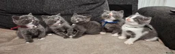 British Shorthair cats for sale: Stunning Blue Shorthair Kittens in Telford - Advert 1