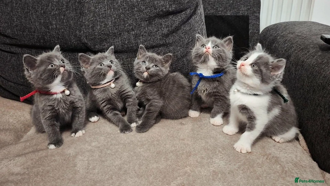 British Shorthair cats for sale: Stunning Blue Shorthair Kittens in Telford - Advert 1