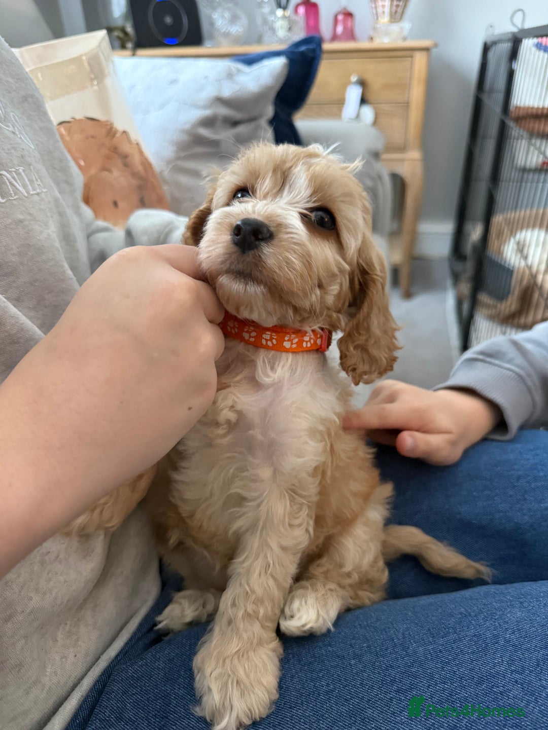 Cockapoo dogs for sale: F1 Cockapoo puppy  - Advert 8