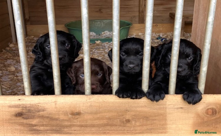Cocker Spaniel dogs - Advert 14