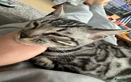 Bengal cats for sale: Silver rosetted Bengal🐆 - Image 15