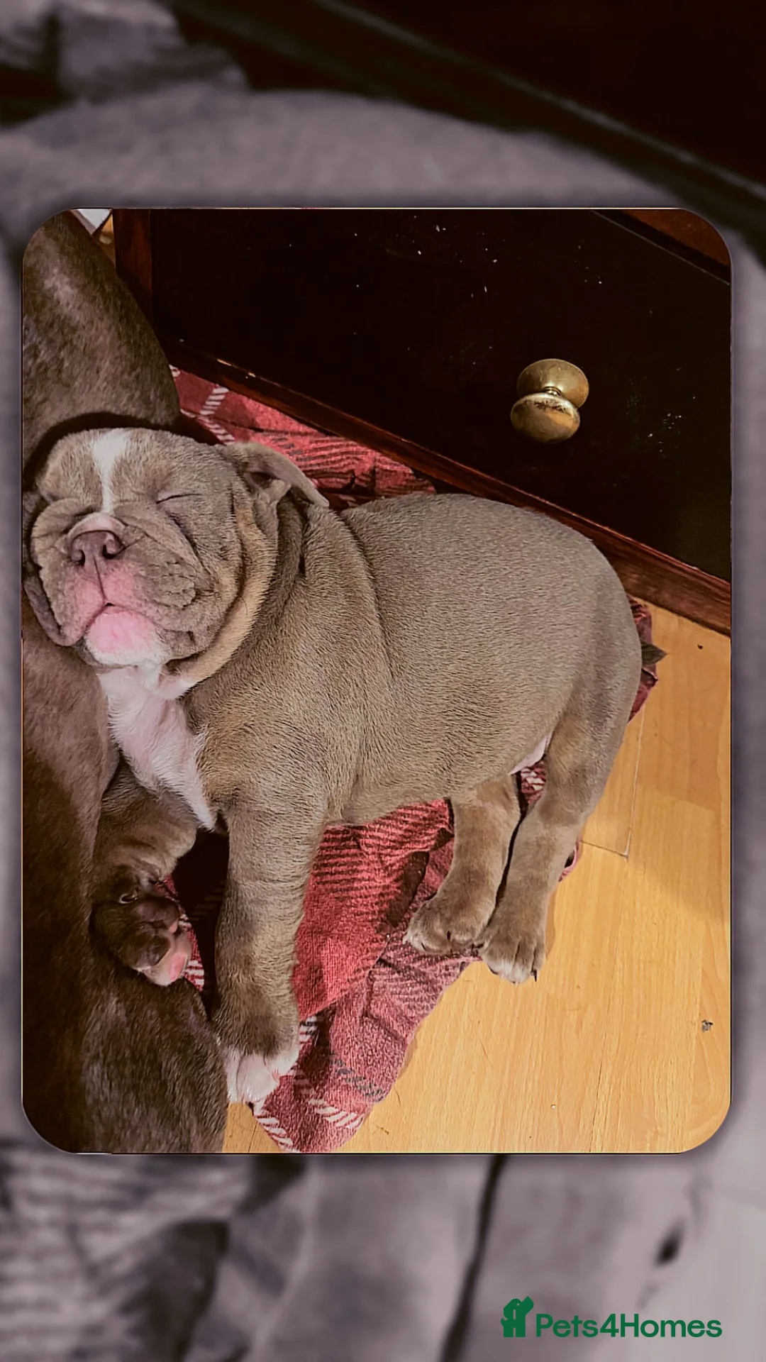 English Bulldog dogs for sale: KC English Bulldog - ready to go - Advert 6