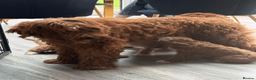 Labradoodle dogs for sale: Extensively health tests - guaranteed - Advert 8