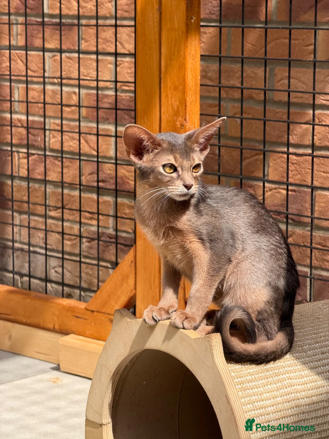Abyssinian cats for sale: Last lovely boy😻 - Advert 2
