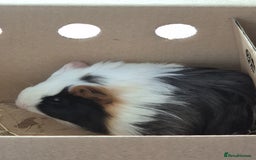 Guinea Pig rodents for sale: Two Female Baby Guinea Pair based Liverpool  - Image 4