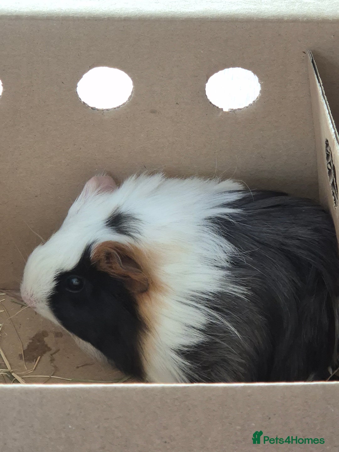 Guinea Pig rodents for sale: Two Female Baby Guinea Pair based Liverpool  - Image 4