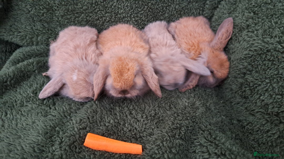 Mini Lop rabbits for sale: Baby bunnies - Advert 4
