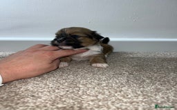 Lhasa Apso dogs for sale: 5 beautiful Lhasa babies! - Image 6