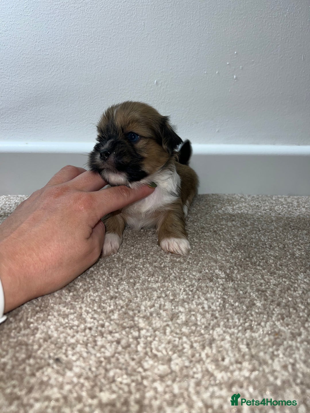 Lhasa Apso dogs for sale: 5 beautiful Lhasa babies! - Image 6