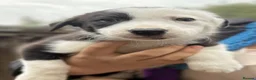 Border Collie dogs for sale: Black & White Border Collie Puppies in Bishop's Stortford - Advert 3
