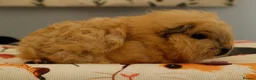 Guinea Pig rodents for sale: Pedigree Swiss Father + Son - Advert 7
