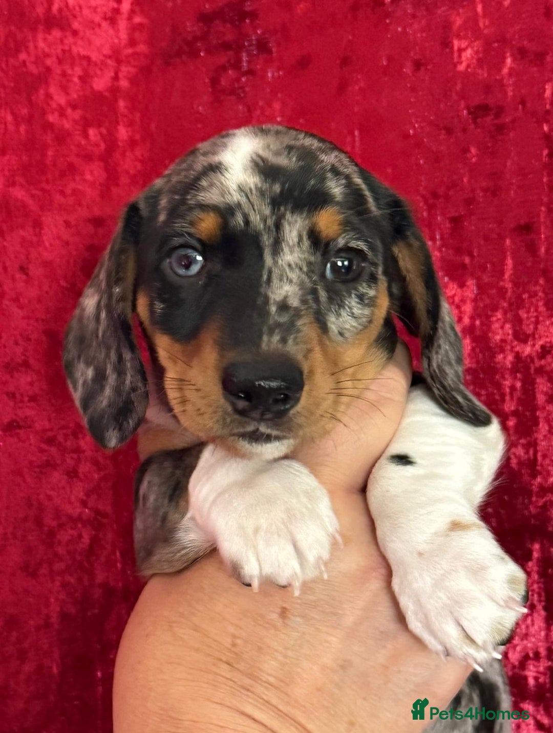 Miniature Dachshund dogs for sale: 2 beautiful dappled dachshunds 2 boys  - Image 3