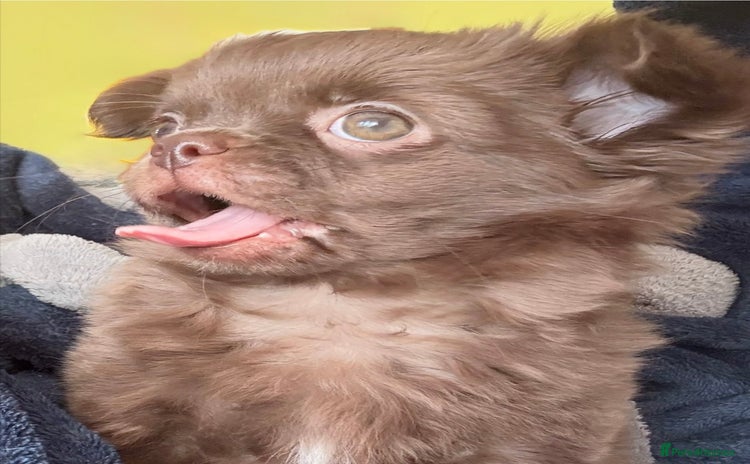 Chihuahua dogs - Advert 1