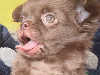 Chihuahua dogs for sale - Advert 2