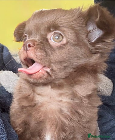 Chihuahua dogs - Advert 1