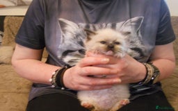Ragdoll cats for sale: 😎 RAGDOLL KITTENS PUREBRED 100% STOKE 😍 - Image 15