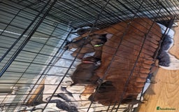 Boxer dogs for sale: Beautiful litter of KC reg bobtail boxer pups - Image 15