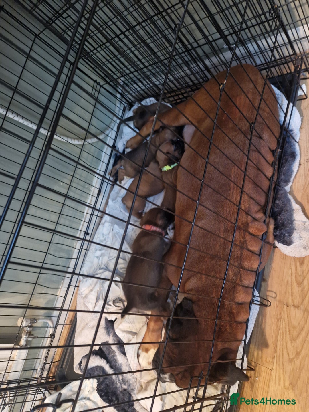 Boxer dogs for sale: Beautiful litter of KC reg bobtail boxer pups - Image 15
