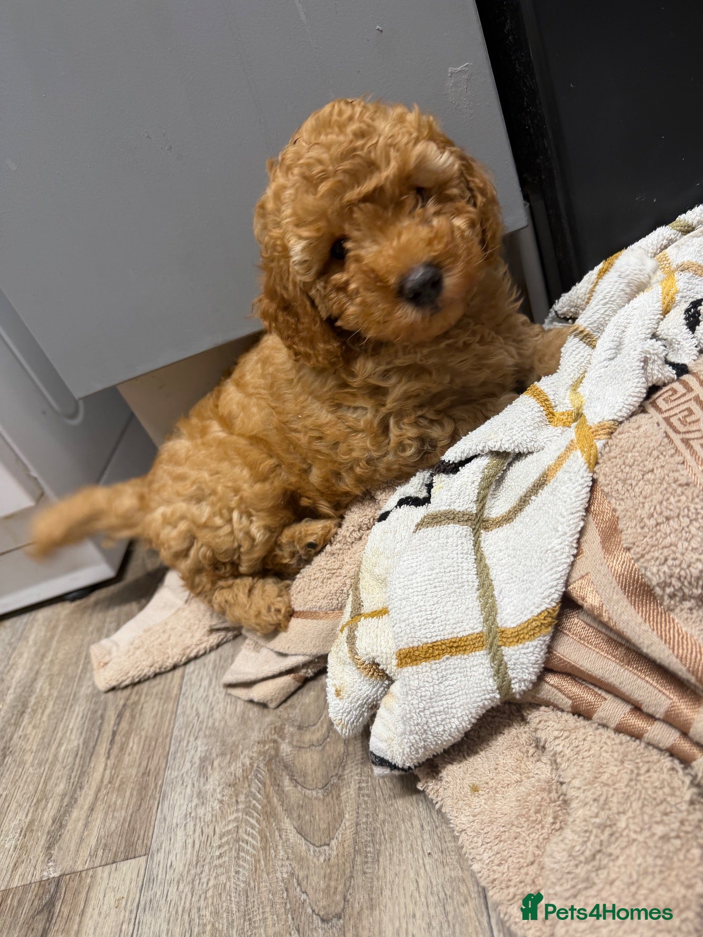Standard Poodle dogs Female poodle for sale  - Advert 2