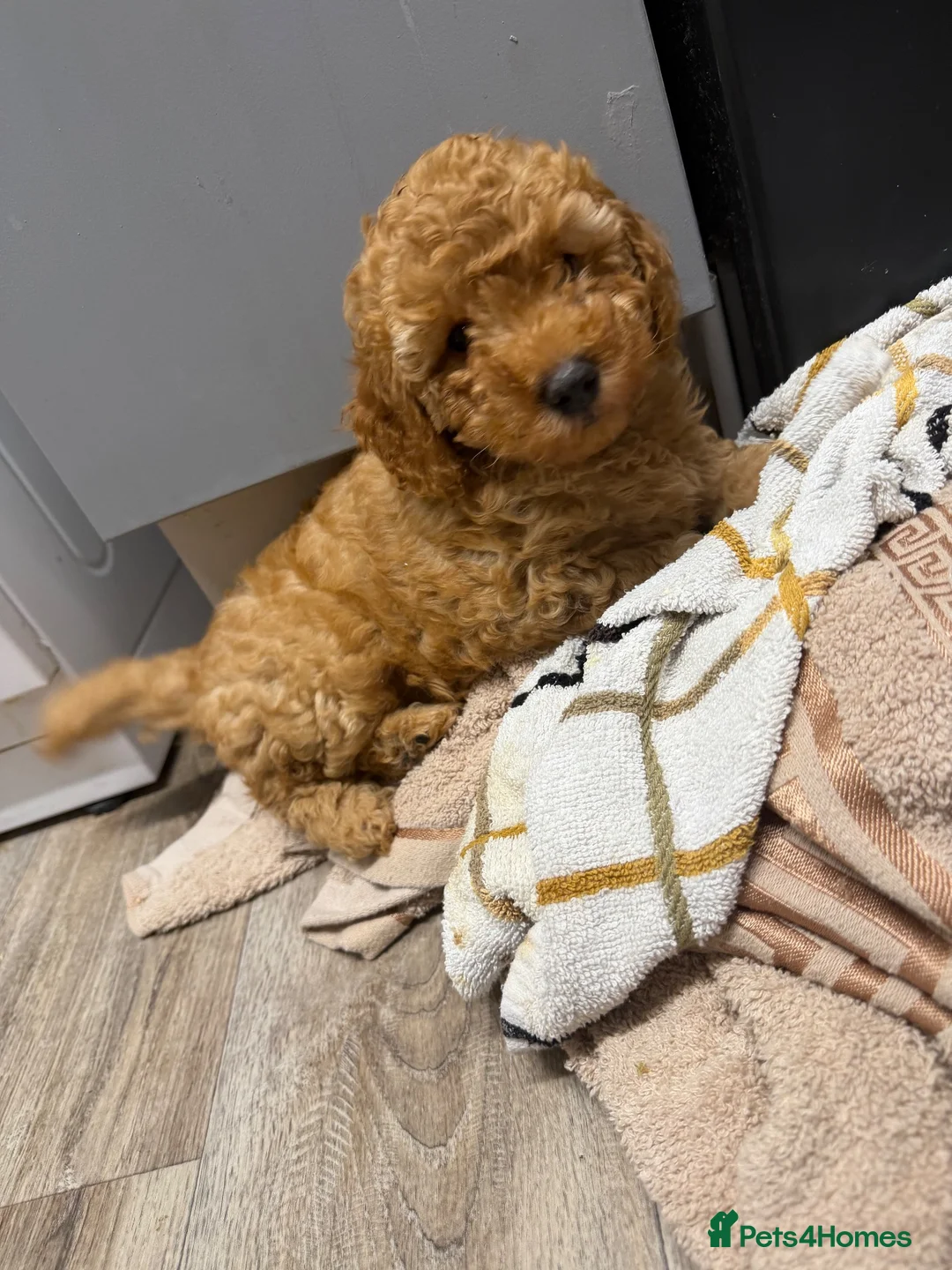 Standard Poodle dogs for sale: Female poodle for sale  - Advert 1