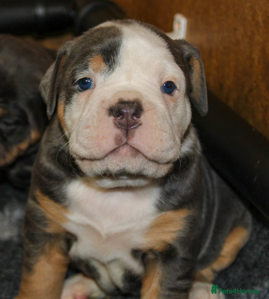 Olde English Bulldogge dogs for sale: Olde English bulldog puppies  - Advert 28