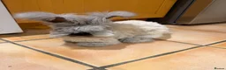 Angora rabbits for sale: Full Face English angoras avail to reserve - Advert 10