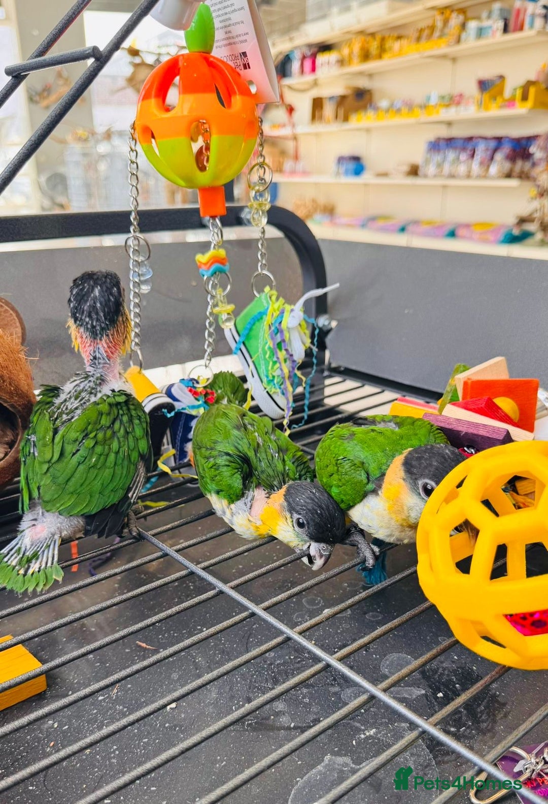 Parrots birds for sale: Parrots  - Image 23