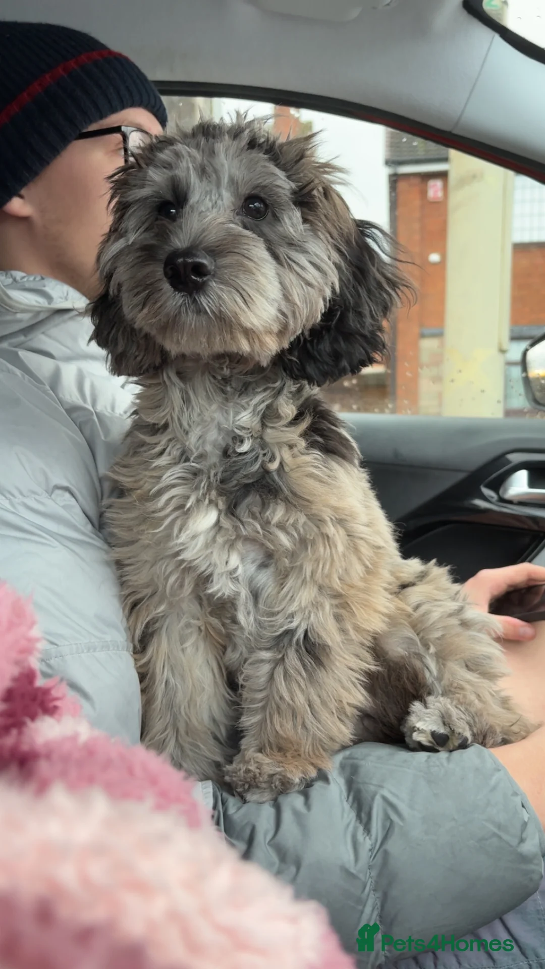 Cockapoo dogs for sale: merle cocapoo,MABEL🩷 - Advert 9