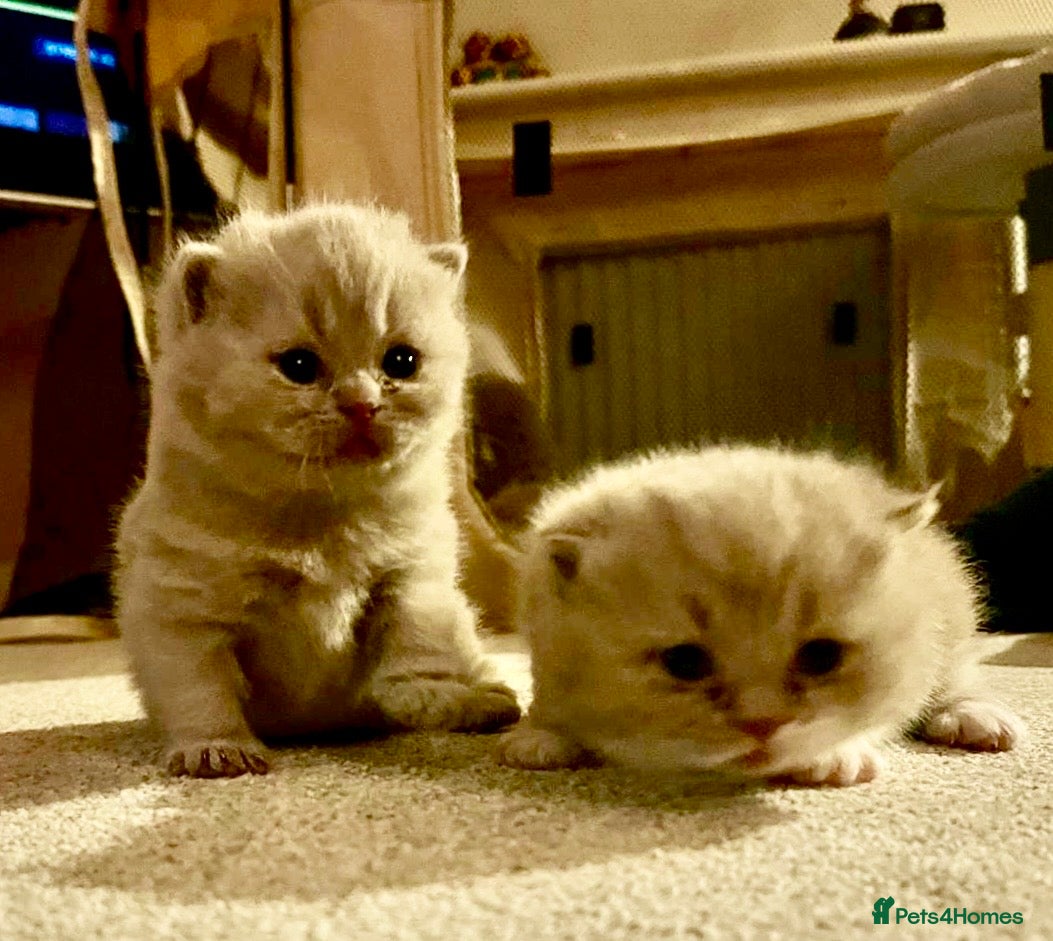 British Shorthair cats Fantastic Pedigree Lilac BSH Kiitens - Advert 5