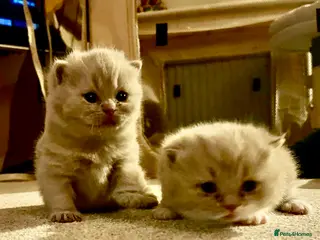 British Shorthair cats Fantastic Pedigree Lilac BSH Kiitens - Advert 2