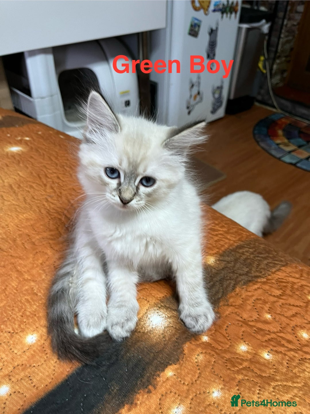 Ragdoll cats for sale: ❗️❤️5 Incredibly Beautiful Ragdoll Kittens❤️🐈  - Image 10