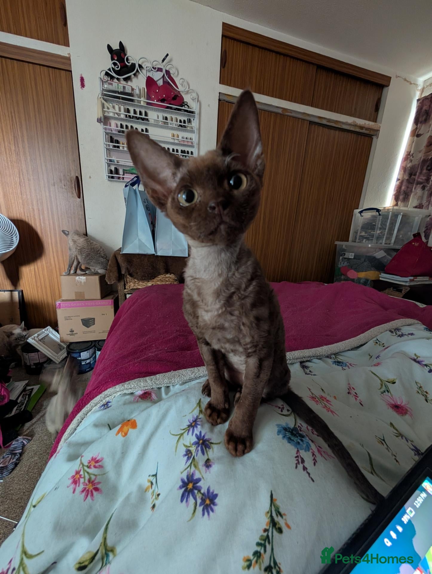 Devon Rex cats READY NOW, 1 left, amazing Devon rex kittens  - Advert 3