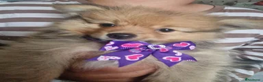 Pomeranian 1