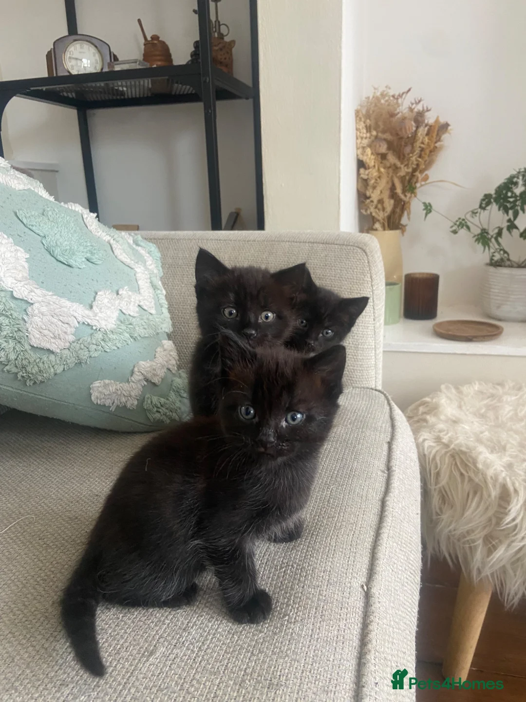 Mixed Breed cats for sale: Beautiful, playful, loving kittens  - Advert 1