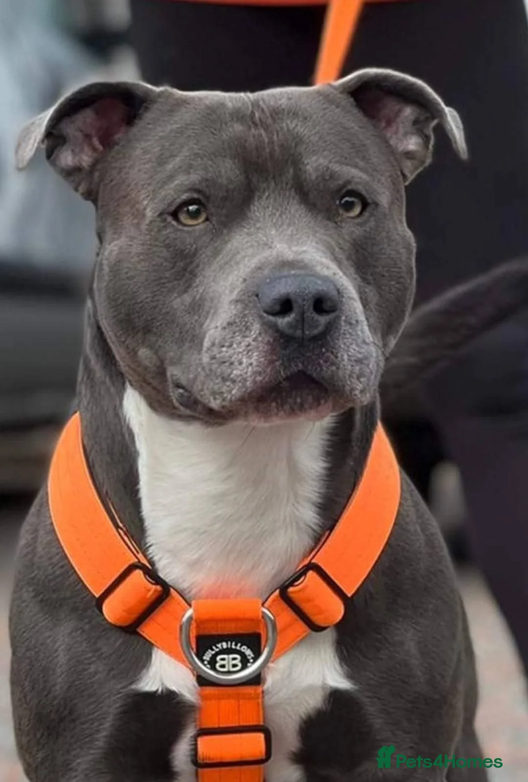 Staffordshire Bull Terrier dogs for sale: BLUE STAFFY LITTER DUE IN MAY - Advert 1