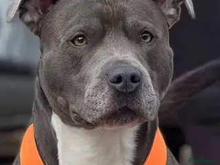 Staffordshire Bull Terrier dogs Staffy puppies for sale - Advert 4