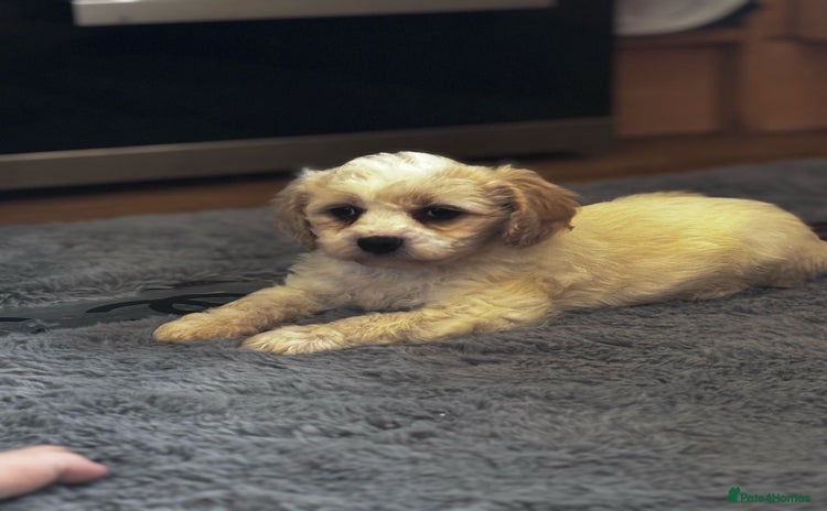 Cavapoo dogs - Advert 1