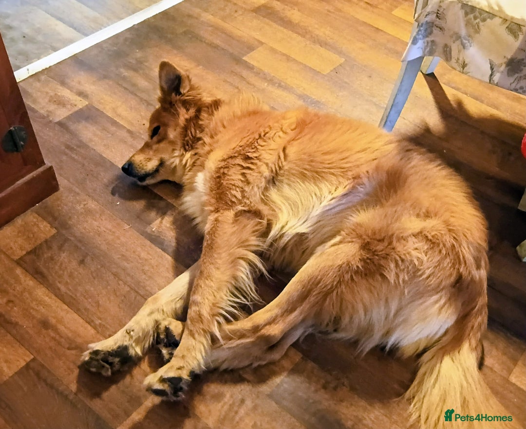 Mixed Breed dogs for sale: Foxy. A very fluffy friend. - Advert 3