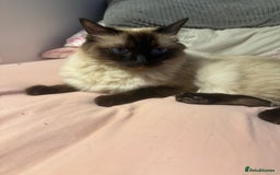 Ragdoll cats for sale: 1x Female 1 x Male Ragdoll cats aged 20 months - Image 5