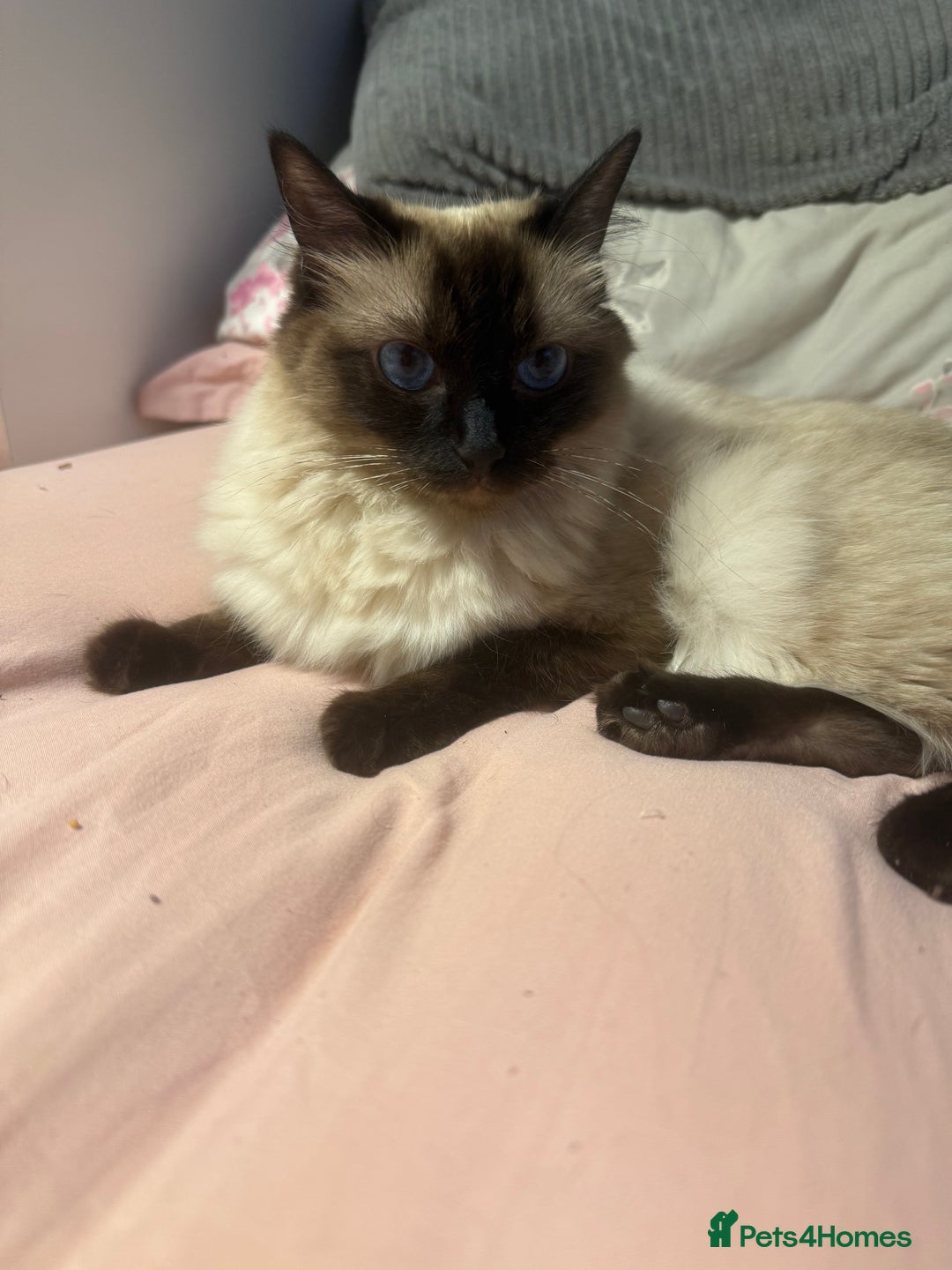 Ragdoll cats for sale: 1x Female 1 x Male Ragdoll cats aged 20 months - Image 5