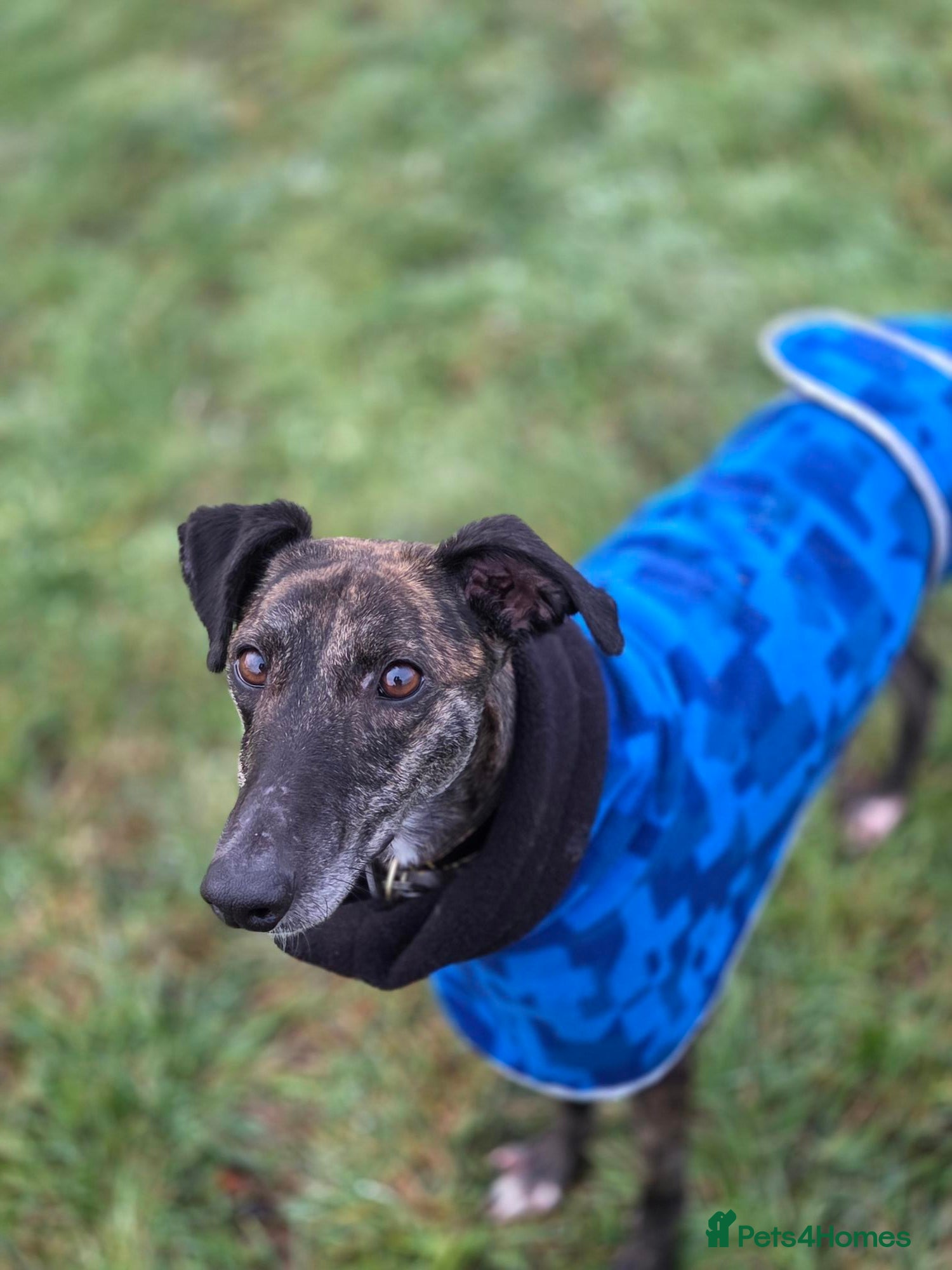 Lurcher dogs Beautiful Daisy  - Advert 1