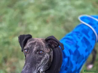 Lurcher dogs Beautiful Daisy - Advert 1